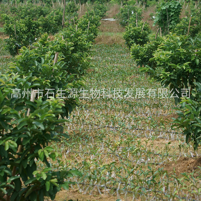 DSC09042