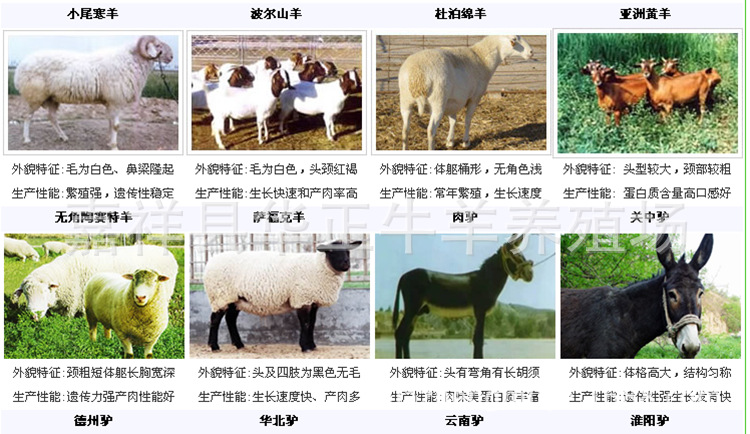 羊产品展示1_副本