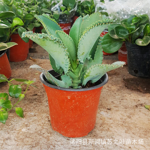 不死鳥多肉植物圖片 海量高清不死鳥多肉植物圖片大全 阿里巴巴