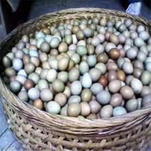 [30 chiếc] trứng tươi núi trứng tươi đầy màu sắc trứng hoang dã chuyên nghiệp một thế hệ Trứng
