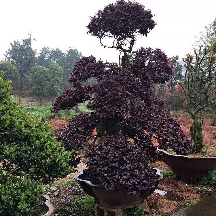 造型红花继木树