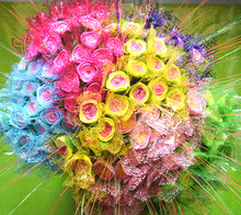 夜光花七彩 夜光花七彩品牌 图片 价格 夜光花七彩批发 阿里巴巴