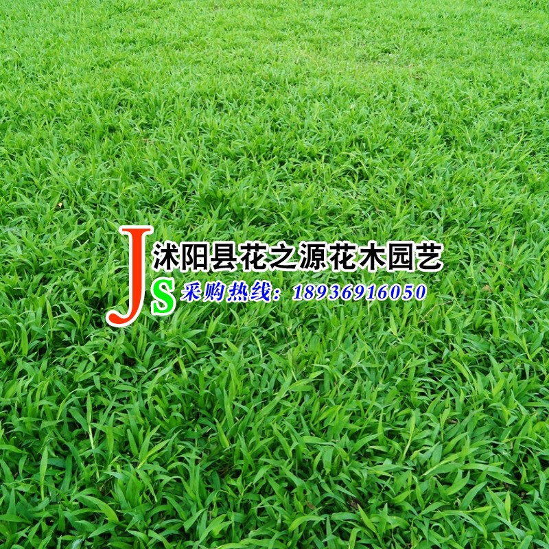 批发工程绿化草种 草地早熟禾  优异草草坪草籽供应