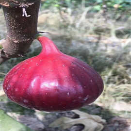 波姬红无花果苗基地 无花果苗哪里有卖 适合浙江地区种植无花果苗