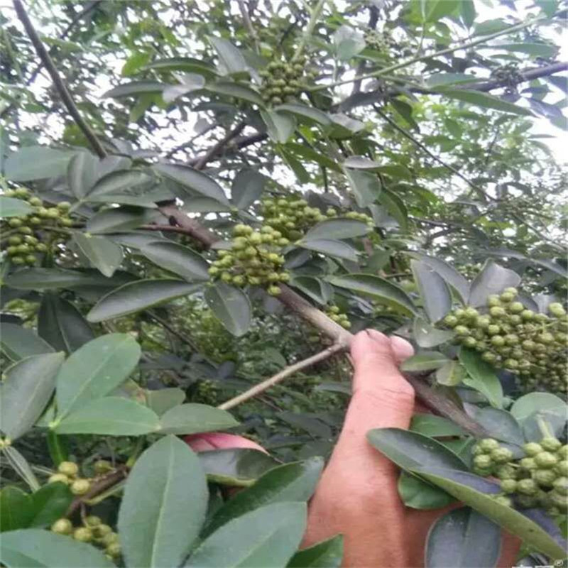 [微信图片_20170902194728]