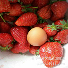 章姬 白草莓 盆栽草莓苗 大棚 露天草莓 脫毒 當年坐果 水果樹苗
