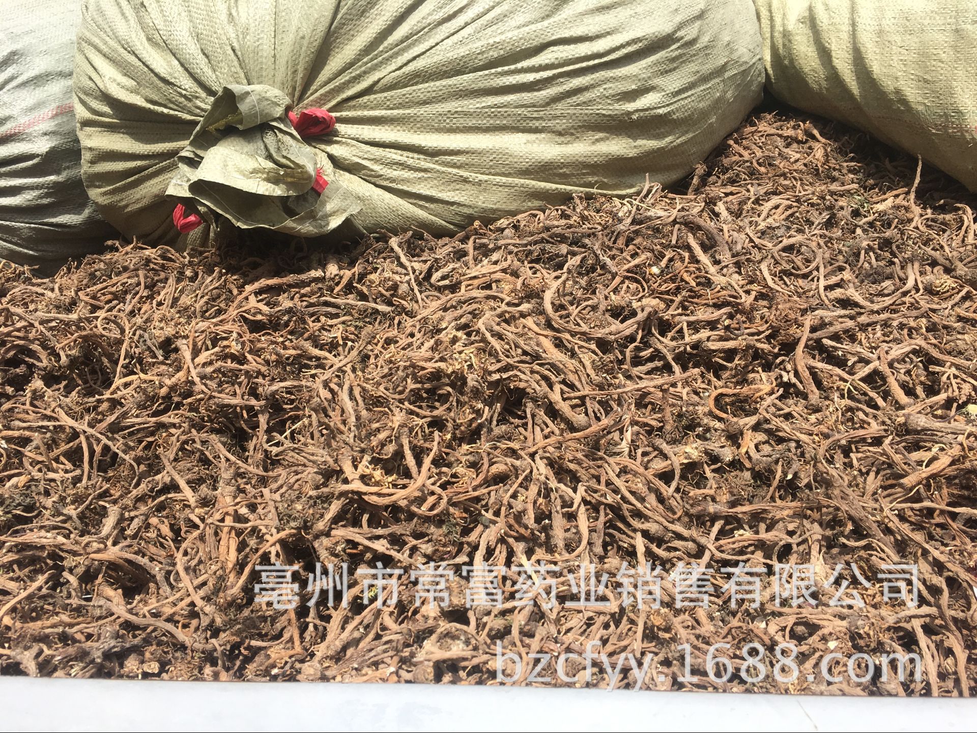 Dandelion Root Tea Pu Gong Ying Gen Washed Dried Roots for Herbal Infusions and Decoctions 500g in use