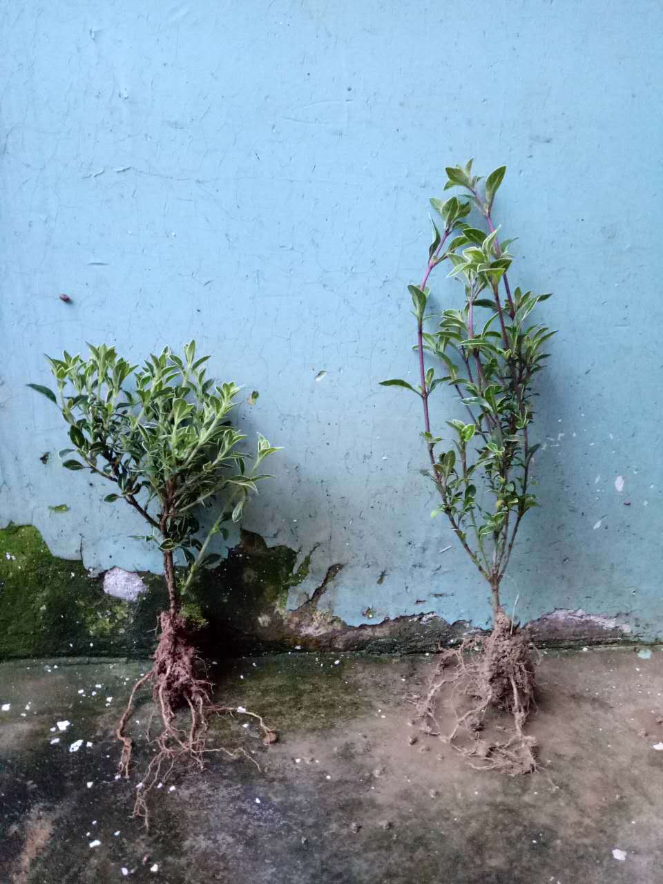 微信图片_20170427094449