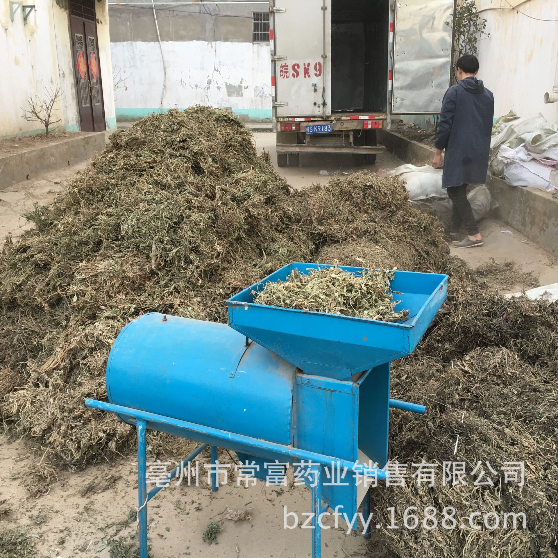 Dried Plantain Herb Che Qian Cao Whole Plant Loose Herbal Tea 500g quality and texture