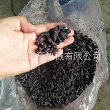 ��ݮ���T�B��側��ͽ������T��ˮ����ս������T�O��