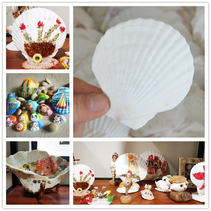 Natural Large White Fan Shell Small Conch Handmade diy Creative Painting Barbecue Fish Tank Hermit Crab Shell Natural Large White Fan Shell Small Conch Handmade diy Creative Painting Barbecue Fish Tank Hermit Crab Shell