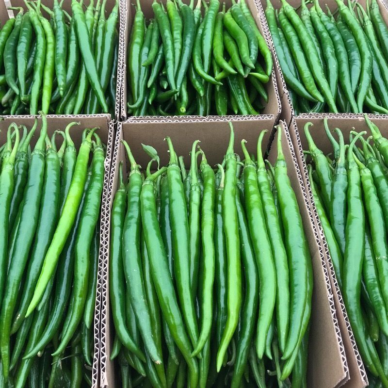 1斤现摘现发新鲜辣椒线椒青椒尖椒新鲜蔬菜二荆条批发