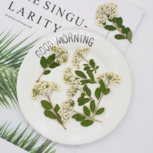 绣线菊 小水仙压花干花标本DIY相框火漆印章滴胶真花手机壳材料包