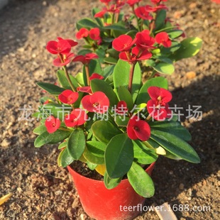 ��t�󻨻���÷ �F���� ���l����Gֲ �k���� �̨ �GɫС����