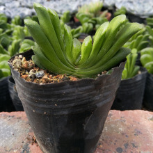 漳州多肉植物批发 玉扇 裸根 约4-6cm左右 花卉园艺盆栽绿植