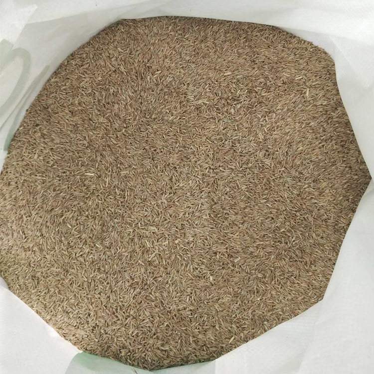 Bentgrass turfgrass seed wholesale engineering green Botany seed Golf field Grass