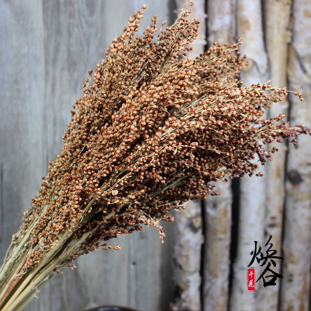 081 có tai của lúa miến hạt lúa miến lúa miến tăng vọt phi không hạt Hoa khô hay