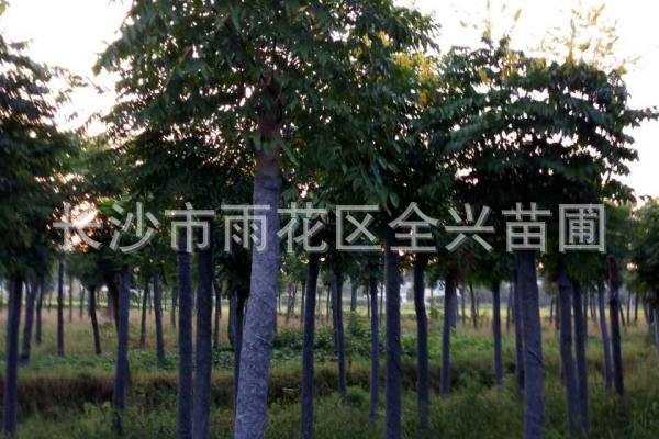 mmexport1531177165015