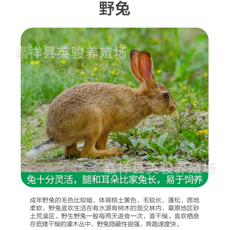 目前海南獭兔价格到底多少钱一只 活体杂交野兔 野兔苗 全国包邮