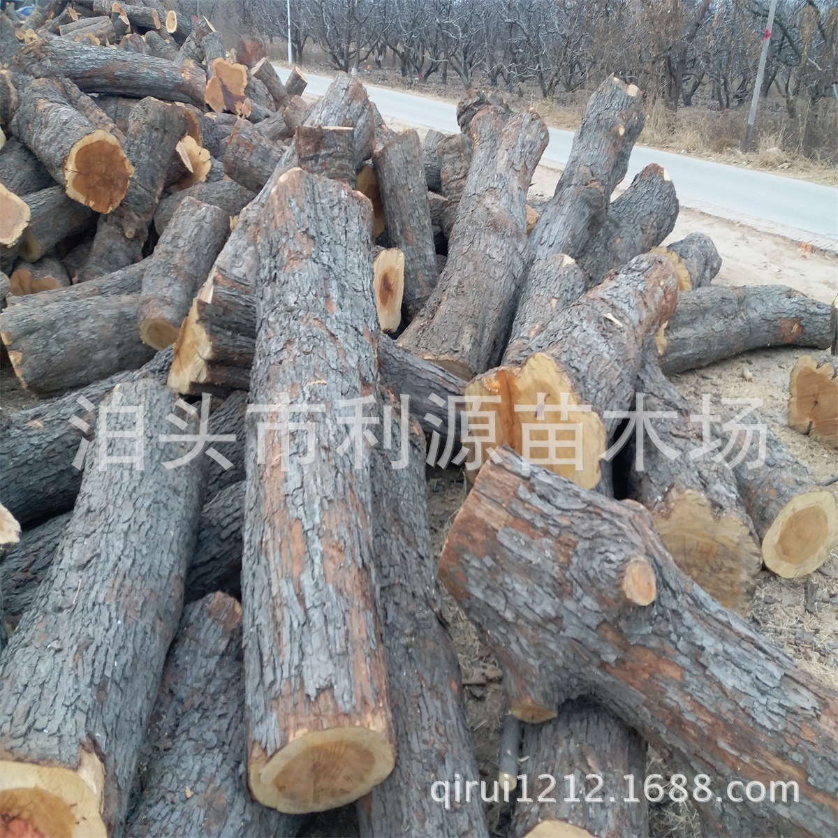 常年供应枣木 枣树木直径25-50公分 枣木 雕刻枣木 枣木墩用料|ms