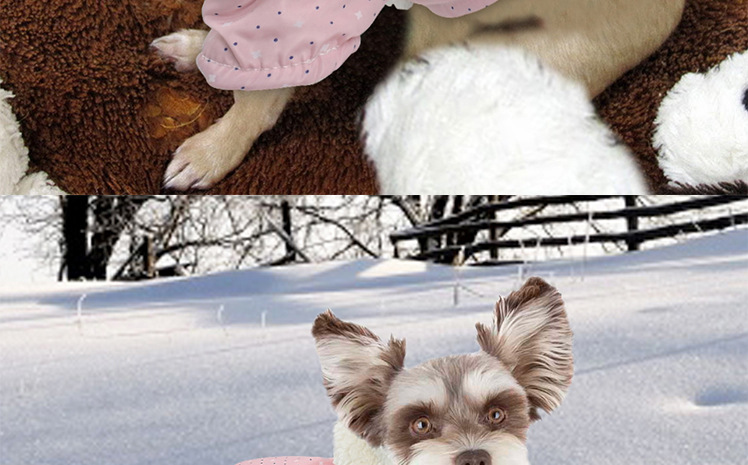 Adorable Dog Jacket