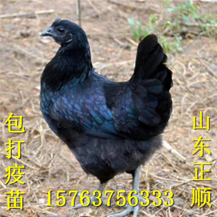 山东正顺孵化场 15763756333