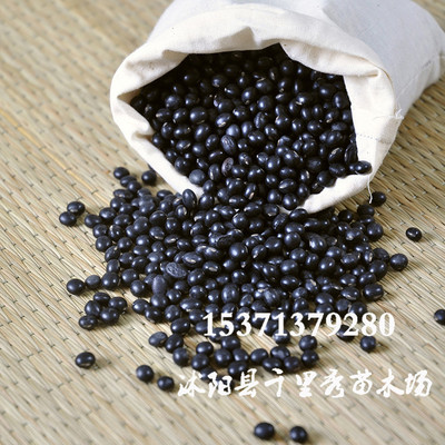 批发黑豆种子芽苗菜种子橹豆零乌豆黑大豆马料豆新种子