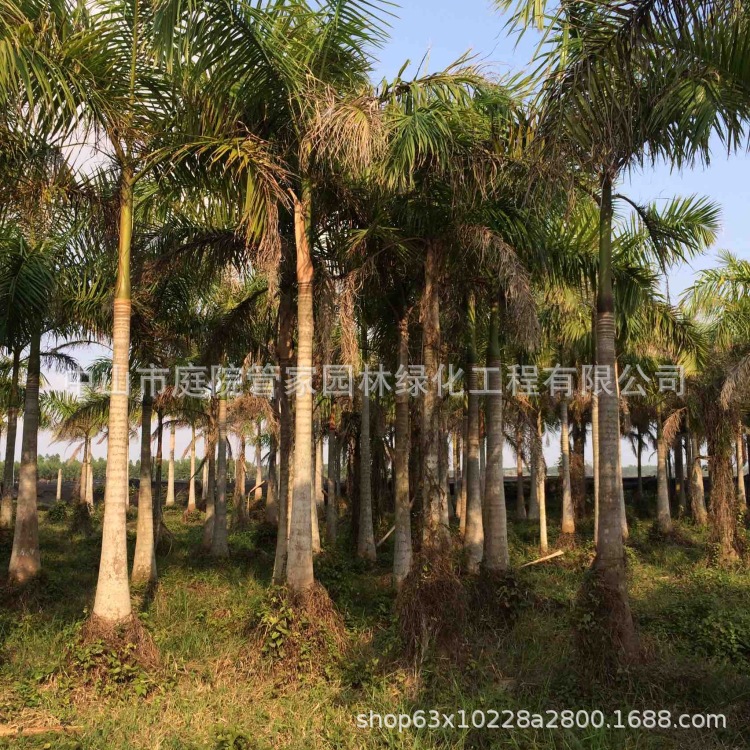 基地直销 银海枣 中东海枣 加拿利海枣 大王椰 厂区 乡村别墅绿化