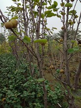 ����ֱ�N ��� �� ɳ��� ���N���� ͥԺ �S�^�l��G��