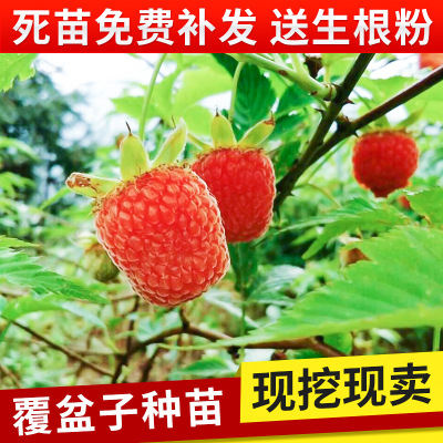 Orthodox school Raspberry Sapling East China Zhejiang Shed Medicinal material seed 57 Fifty-seven Red Raspberry