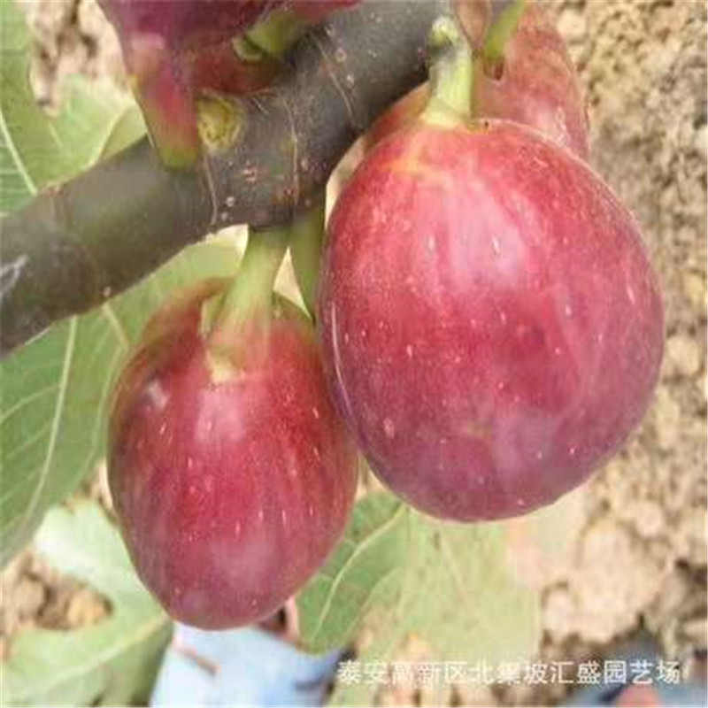 e3320cbd63cb032b0ce55085f47c97