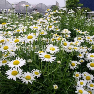 青州基地批发大白菊花卉 基地种植大滨菊 绿化植物花卉苗木大滨菊