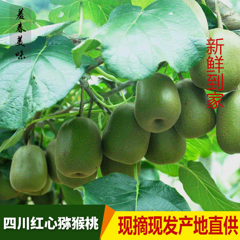 四川高山农家红心猕猴桃蒲江奇异果批发一件代发