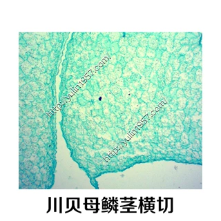 生物实验显微镜切片 中药切片实验器材 川贝母鳞茎横切