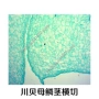 生物实验川贝母中药鳞茎