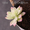 Simulation flower fake succulent micro -landscape succulent pot landscape landscaping material fake meat, eternal flower green plant wall decoration