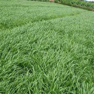 优质冬牧70黑麦草猪马牛羊兔鸡鸭鹅鱼草耐寒高产牧草黑麦草