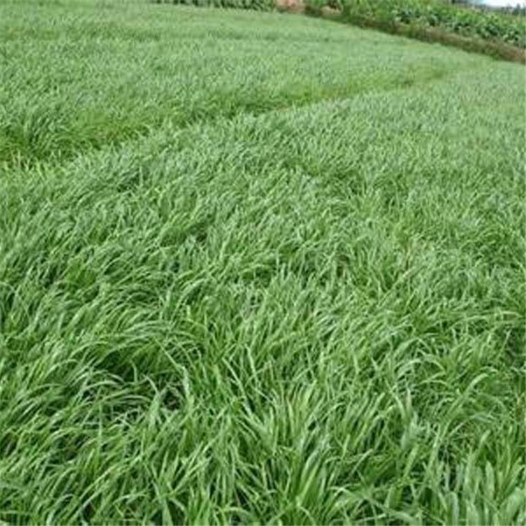 优质冬牧70黑麦草猪马牛羊兔鸡鸭鹅鱼草耐寒高产牧草黑麦草
