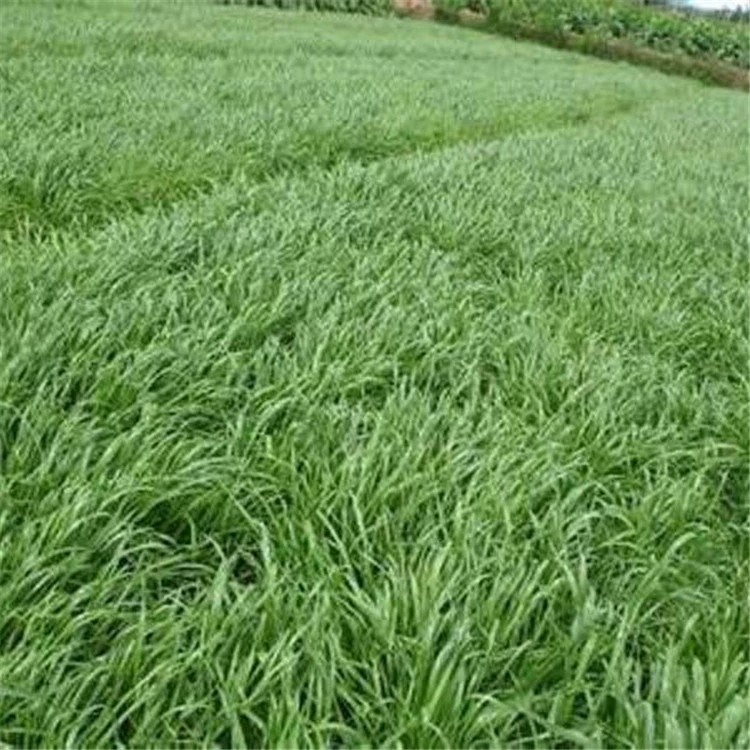 Высокое качество Зимний му 70 райграс свинья лошадь Крупный рогатый скот кролик курица утка гусь морозостойкий высокоурожайный трава райграс