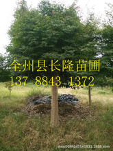 廣桂林紅楓 廣西桂林紅楓樹園林景觀樹批發