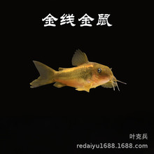 �Ꭷ�^�p�~���l�����~�𾀽���𾀾G���坍�~���w����