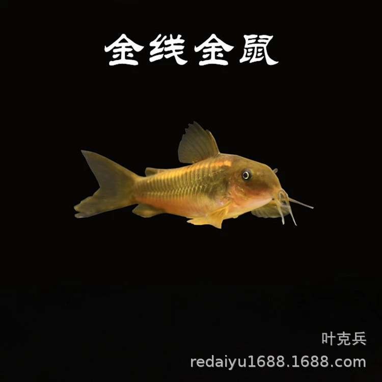 Тропические Декоративные Рыбы Оптом Крысиная Рыба Золотая Линия Золотая Мышь Золотая Линия Зеленая Мышь Чистая Рыба Живой Пакет