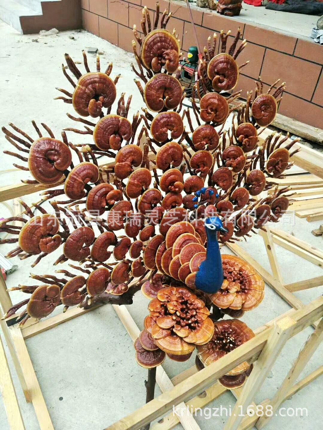山东灵芝盆景 吉祥如意 灵芝工艺品摆件 冠县灵芝盆栽造型多-阿里巴巴