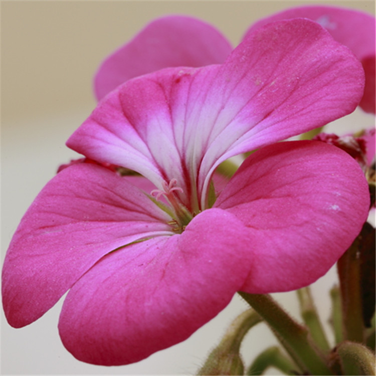 厂家直供 天竺葵香型 植物香型 日化香精 免费拿样 护肤香精