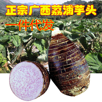 Guangxi Li Riverside Taro fresh Place of Origin 5/8 Betel nut taro wechat Business agent One piece On behalf of