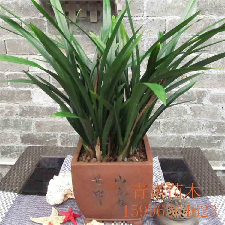 Оптовая продажа растений в горшках зеленое растение Цимбидиум цветок рассада офис Крытый горшок растение цена большое количество скидка