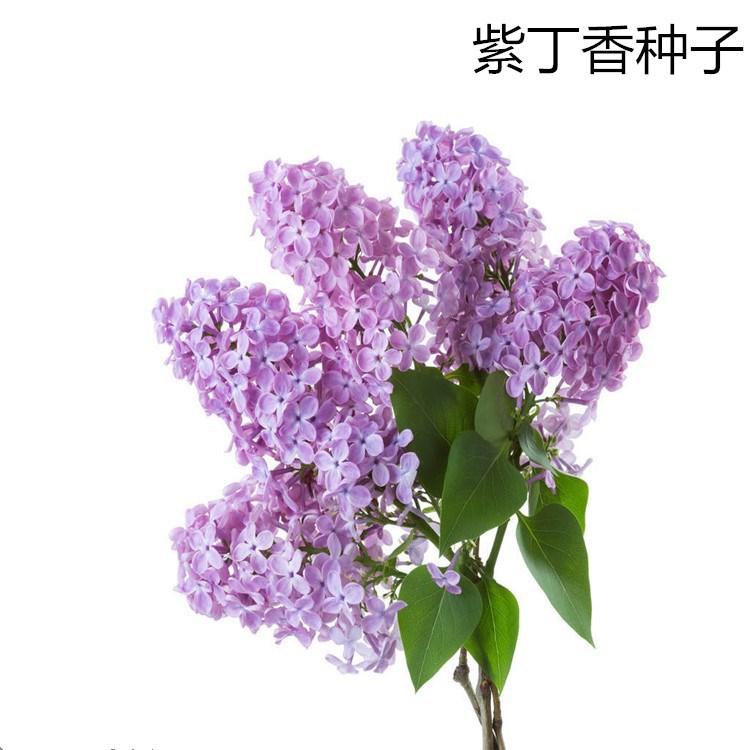 散装紫丁香种子 优质丁香树种子耐寒树种 白丁香小叶暴马丁香花