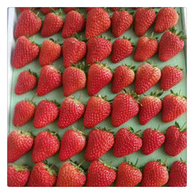 草莓種苗法蘭地草莓苗現貨座果率高果實大市場競爭力強