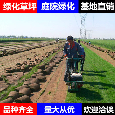 綠化草坪真草坪批發果嶺草上海四季青小區別墅工程綠化草坪真草皮