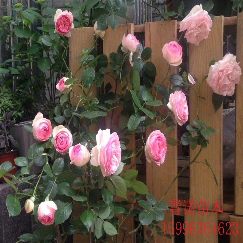 Базовые саженцы роз оптом Фудзимото Роза Лонгша драгоценный камень двор сообщество Зеленые саженцы Европейский месяц оптом